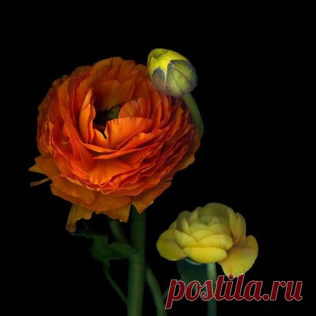 THE SUNNY RANUNCULUS... by Magda Indigo on 500px | Rene Basurto Quijada приколол(а) это к доске Flores - Flowers