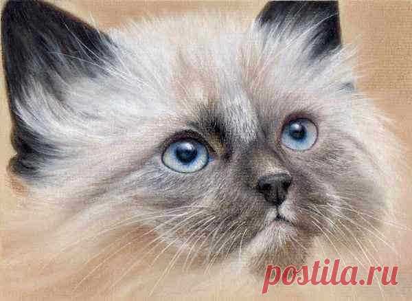 Сиамский котенок