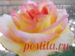 КрАсИвЫе АлЬбОмЫ-!!! – Татьяна Остапенко добавила 6 фотографий в альбом ЦвЕтЫ,цВеТоЧкИ-!!! (не более 6 фото за...