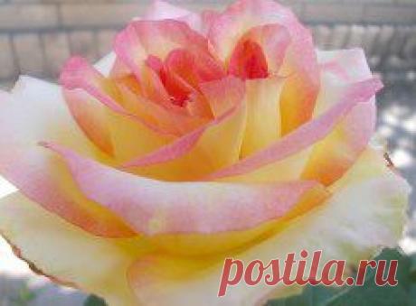 КрАсИвЫе АлЬбОмЫ-!!! – Татьяна Остапенко добавила 6 фотографий в альбом ЦвЕтЫ,цВеТоЧкИ-!!! (не более 6 фото за...