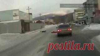 Собака за поводок протащила девочку по проезжей части прямо перед движущимися автомобилями.