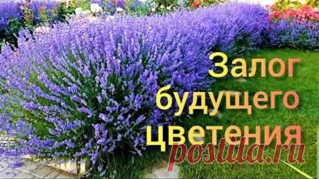 Лаванда. Уход за молодым кустом