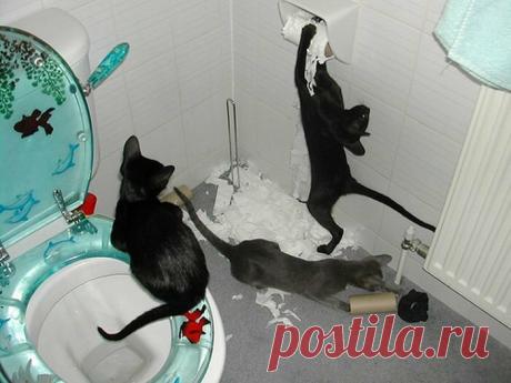15 фото, после которых вы поймёте, что ваш питомец - ангел | Блог Рады Артемьевой | Яндекс Дзен