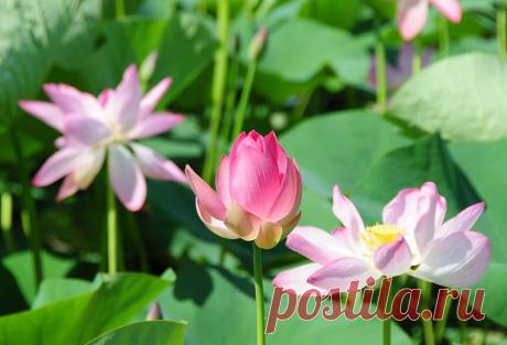 Мир путешествий: Там, где цветут лотосы...