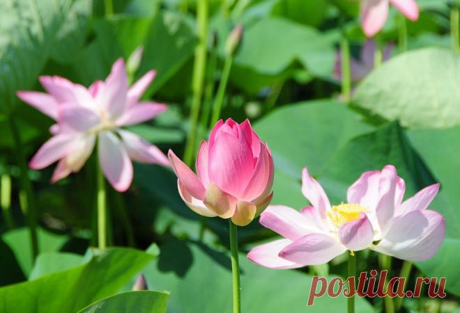 Мир путешествий: Там, где цветут лотосы...