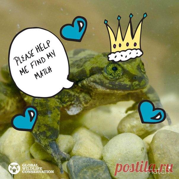 Это Ромео, андский свистун из Боливии, который очень хочет найти себе пару. Если это так и не случиться, то его вид исчезнет с лица Земли. В поисках партнерши для Ромео люди зарегистрировали его на сайте знакомств, потому что сам он не может (у него лапки). Случай Ромео – не редкость. Для помощи животным на грани вымирания ученые готовы принимать самые необычные решения.