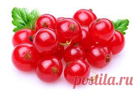 Смородина красная — полезные свойства и народные рецепты