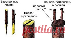 КАК ПРАВИЛЬНО ПРИВИТЬ НА ОДНУ ЯБЛОНЮ НЕСКОЛЬКО СОРТОВ (советы агронома)
Сохрани шпаргалку, поделись с одноклассниками! 
Прививками я занимаюсь уже более 20 лет, мне это доставляет несказанное удовольствие. На каждом дереве у меня по нескольку сортов, это очень удобно и красиво. Представьте себе яблоню, на которой с одной стороны красные яблоки, с другой – желтые, с третьей – зеленые с красным боч