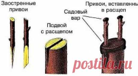КАК ПРАВИЛЬНО ПРИВИТЬ НА ОДНУ ЯБЛОНЮ НЕСКОЛЬКО СОРТОВ (советы агронома)
Сохрани шпаргалку, поделись с одноклассниками! 
Прививками я занимаюсь уже более 20 лет, мне это доставляет несказанное удовольствие. На каждом дереве у меня по нескольку сортов, это очень удобно и красиво. Представьте себе яблоню, на которой с одной стороны красные яблоки, с другой – желтые, с третьей – зеленые с красным боч