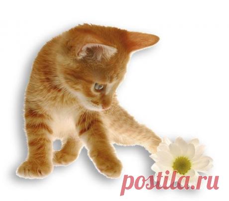 Клипарт &quot;кошки&quot; » PixelBrush - Портал о дизайне. Скачать фото, картинки, обои, рисунки, иконки, клипарты, векторный клипарт бесплатно, шаблоны psd, фотоклипарт, клипарт , скачать векторный клипарт