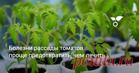 Болезни рассады томатов проще предотвратить, чем лечить У рассады помидоров есть много препятствий на пути к грядке. Среди них и самое, пожалуй, неприятное – болезни. Они поражают томаты в любом возрасте и, в большинстве своём, трудно лечатся.