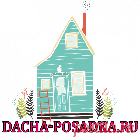 Канна посадка и уход в открытом грунте в сибири