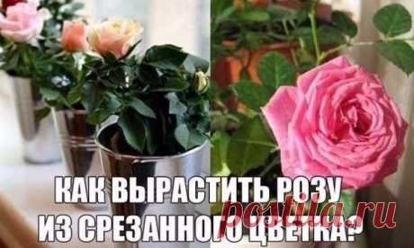 Как вырастить розу из срезанного цветка? &#10004;