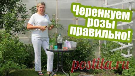 Черенкование роз летом: пошаговая инструкция! | Антонов сад - дача и огород | Дзен