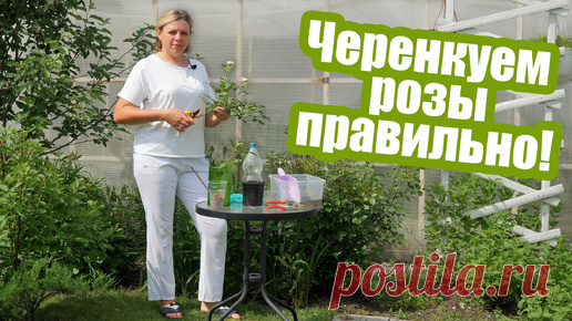 Черенкование роз летом: пошаговая инструкция! | Антонов сад - дача и огород | Дзен