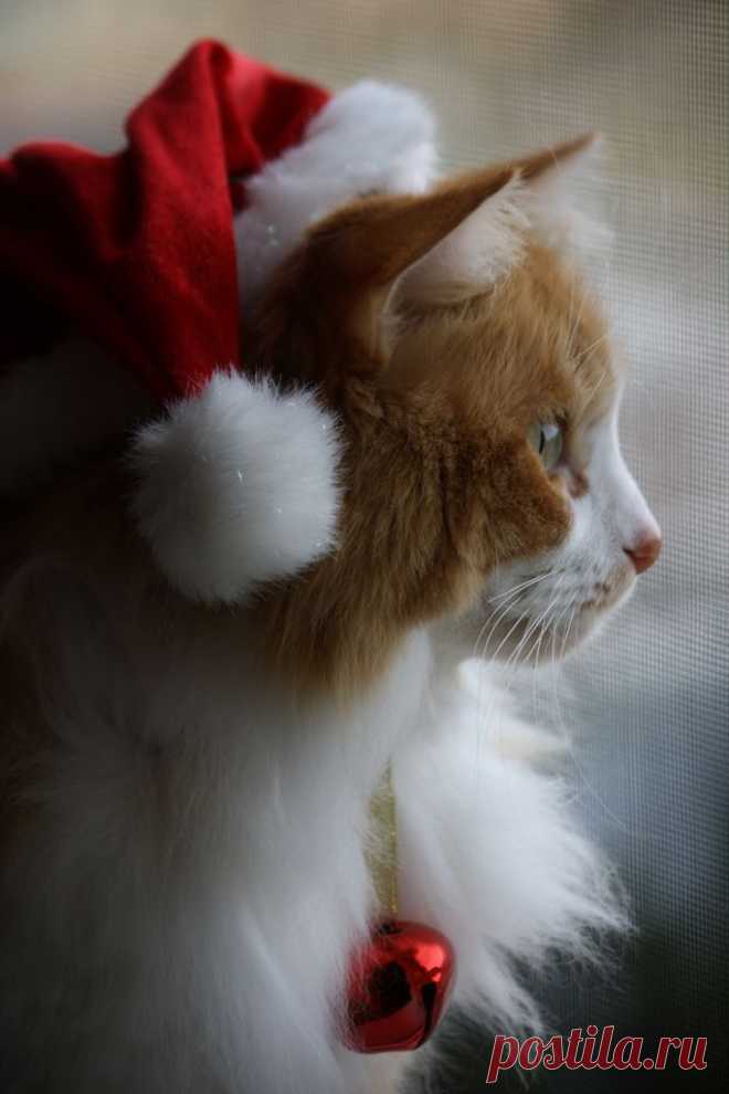 NOEL | Flickr - Photo Sharing!