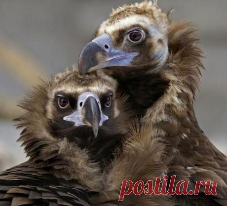 Любовь длиною в жизнь в мире животных — Наука и жизнь