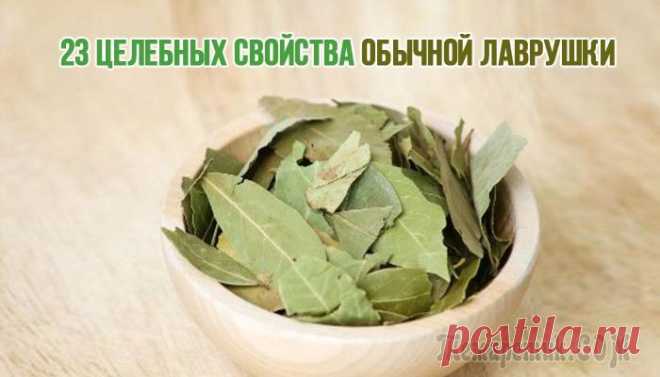 23 полезных свойства обычной «лаврушки»