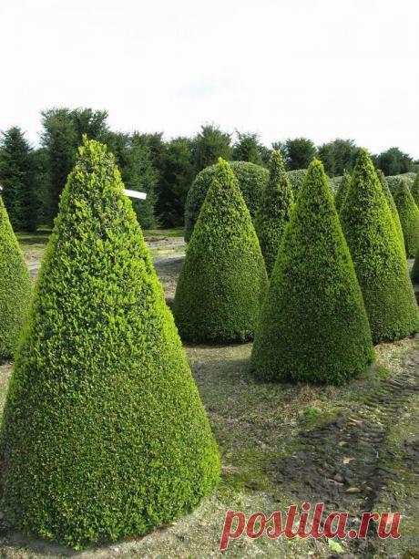 Топиари — 70 фото применения в современном ландшафтном дизайне Портал о ландшафтном дизайне - обзор лучших дизайнерских идей и секретов по уходу за садом и дачей