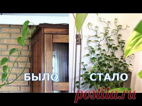 Эпипремнум размножение и крепление - лиана комнатное растение Сциндапсус