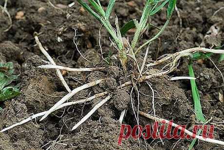 Скоро начнётся активный рост трав. Поэтому, думаю, многим кстати придутся советы монастырской травницы Е. Ф. Зайцевой.

- Мы бережем картошку, а сорняки выбрасываем. А они бывают ценнее, чем картошка. Никакие сорняки выбрасывать нельзя. Придет день для каждого человека, когда ему будет нужна не картошка, а лечение. Все сорняки лечат! Все эти трудноискоренимые сорняки утверждают свою необходимость всему живому на земле.

Я всегда говорю : &quot;Не хотите ничем болеть - накопайте...