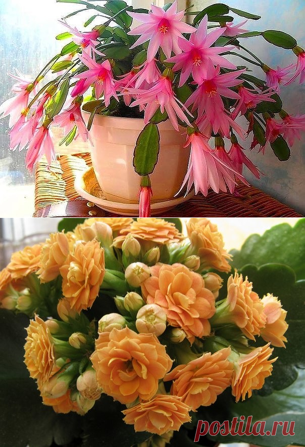 Одноклассники