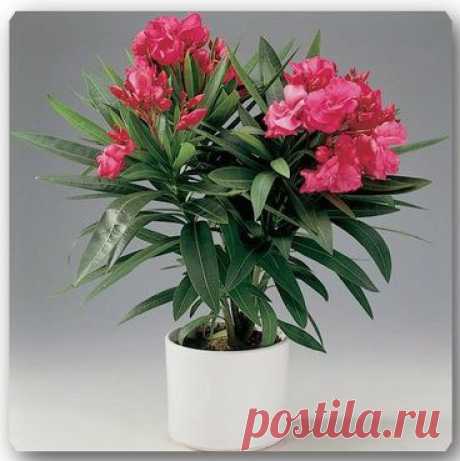 Олеандр.