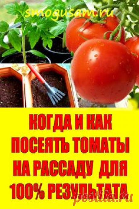 📌КОГДА И КАК ПОСЕЯТЬ ТОМАТЫ НА РАССАДУ  ДЛЯ 100% РЕЗУЛЬТАТА🍅🍅🍅 в 2024 г | Овощные грядки, Огород, Семена томата