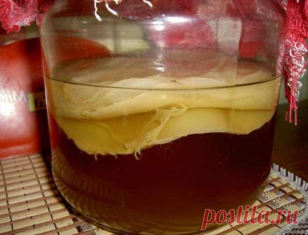 Чайный гриб лучше аптеки — лечит и очищает организм. С таким напитком до 100 лет проживете без болезней | Люблю Себя