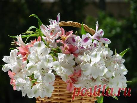 Дачные натюрморты от фотографа Galina Kazeeva