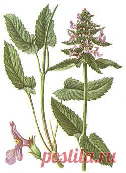 Буквица лекарственная - на все руки мастерица - Зеленая аптека - Архив Вестника ЗОЖ - Газета Вестник ЗОЖ. Народная медицина. Народные рецепты