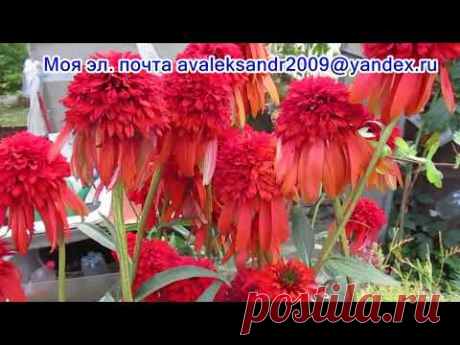 22 08 17г  Мои эхинацеи в августе