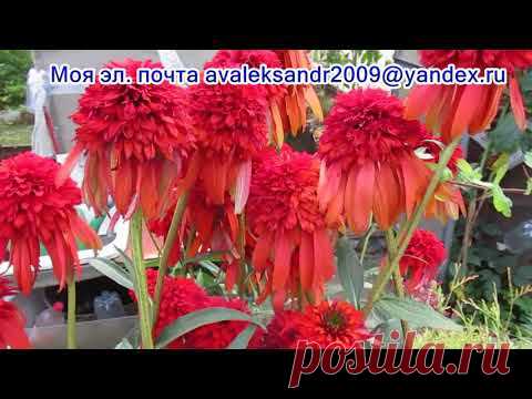 22 08 17г  Мои эхинацеи в августе