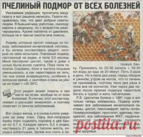 ЧУДО ПРОПОЛИС ОТ СОТНИ БОЛЕЗНЕЙ

Если в старину врачи-знахари лечили прополисом только раны и язвы, то в настоящее время врачи, вооруженные знанием, лабораториями и средствами анализа и синтеза, выявили диапазон его лечебных свойств и действий. 
 
Прополисом лечат все накожные заболевания, простые раны и раны долгонезаживающие, язвы накожные, язвы желудка и двенадцатиперстной кишки, гинекологические заболевания воспалительного характера, геморрой, насморк, грипп, невриты, ...