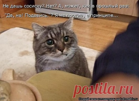 Кошачьи сплетни