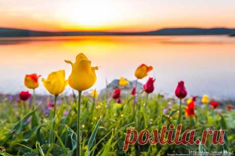 Потрясающие фотографии цветения диких тюльпанов в Крыму!!!