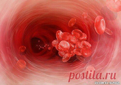 Новости издательства "Родович". » ОПАСНОСТЬ ГУСТОЙ КРОВИ. Профилактика тромбоза и рецепты для разжижения крови