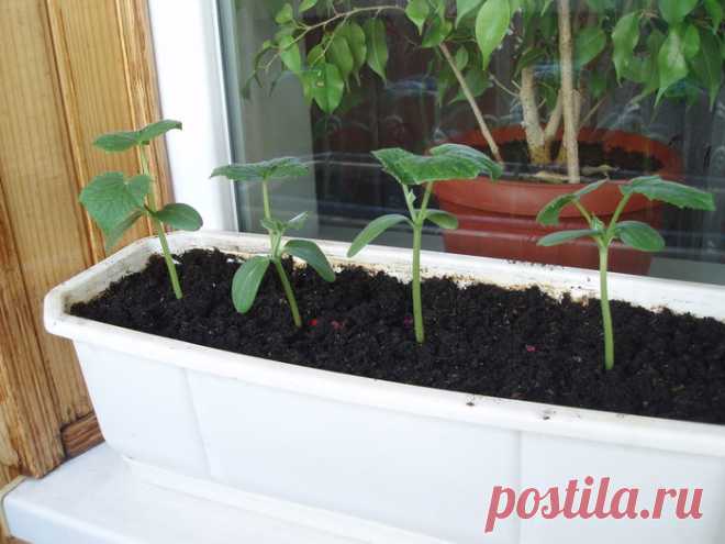 Мой балконный огород