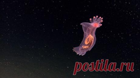 Океан ждет! прозрачное создание на дне океана.