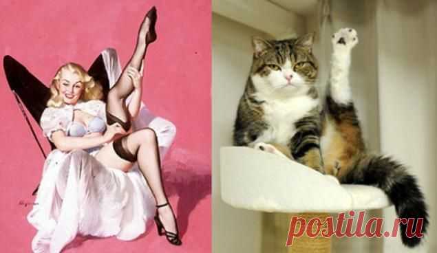 Арт-проект «Cats That Look Like Pin Up Girls»