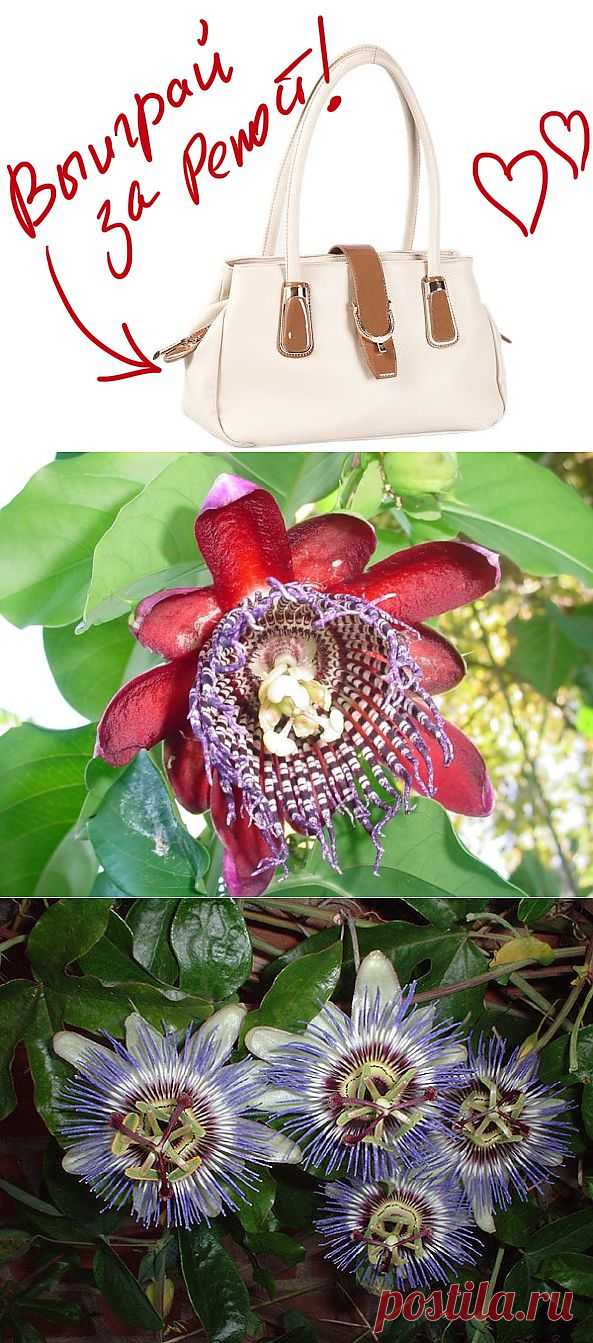 Пассифлора – удивительный экзот. Выиграйте стильную сумку от интернет-магазина Клуб Красоты, разместив любой пост с сайта 7dach.ru в Постиле. Чем больше постов - тем выше шансы. Розыгрыш состоится в понедельник, 16 декабря. В акции участвуют все посты, которые содержат этот текст и фото сумки!