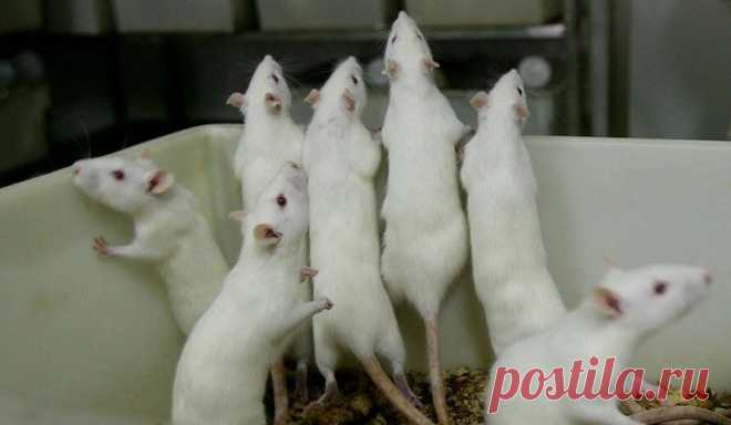Опасность рая на земле (шокирующие результаты эксперимента) — Болтай