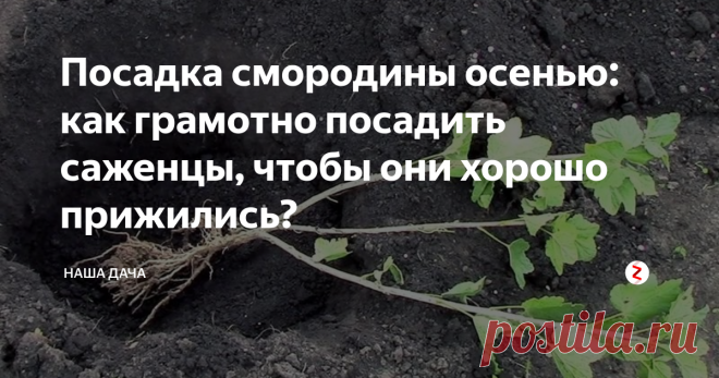 Посадка смородины осенью: как грамотно посадить саженцы, чтобы они хорошо прижились? Многие огородники предпочитают не устраивать «танцы с бубнами» вокруг черенков смородины, а сажать их сразу в почву – под зиму. И резон в этом есть: по весне укорененные саженцы тронутся в рост первыми. Такие саженцы гораздо лучше будут приспособлены к условиям сада, нежели те, которые посажены весной, да и сажать смородину таким образом проще и легче