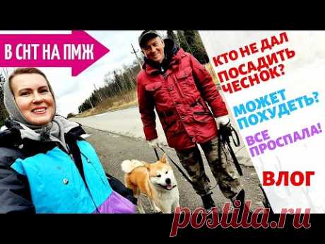 Сату нашел подружек. Тюльпаны остались в сарае. Прислушалась к вашим советам.