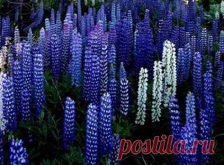 Сидераты - зеленое удобрение, повышение плодородия, органическое земледелие.Сидеция