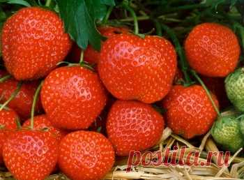 Клубника на балконе выращивание. Лучшие сорта для балкона