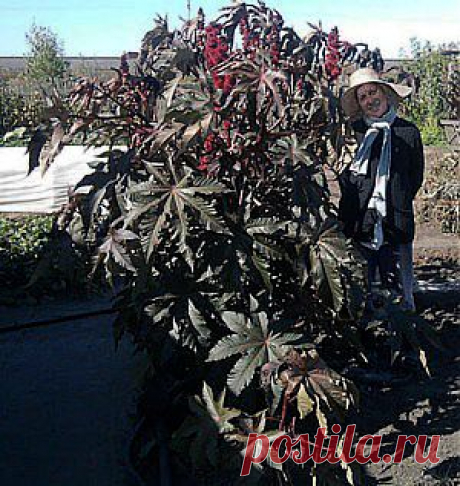 Сибирская пальма, или клещевина