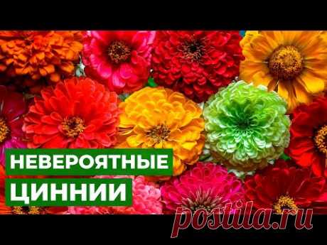 ЦВЕТОЧНЫЙ КОВЕР КАК В СКАЗКЕ | Лучшие сорта цинний в одном видео!