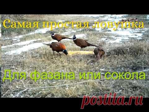 Ловушка для фазана, ястреба, сокола своими руками // Очень простая ловушка