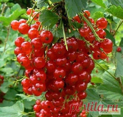 Как пересаживать кусты смородины &#8212; Чудеса